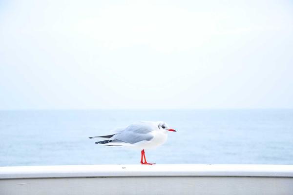 麻将起源与玩法